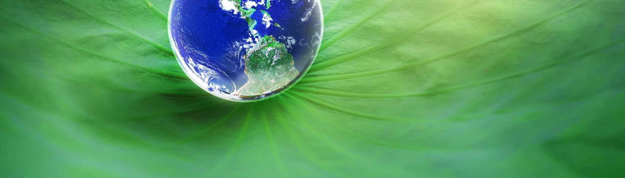Earth Lotus 3500px dark hero banner