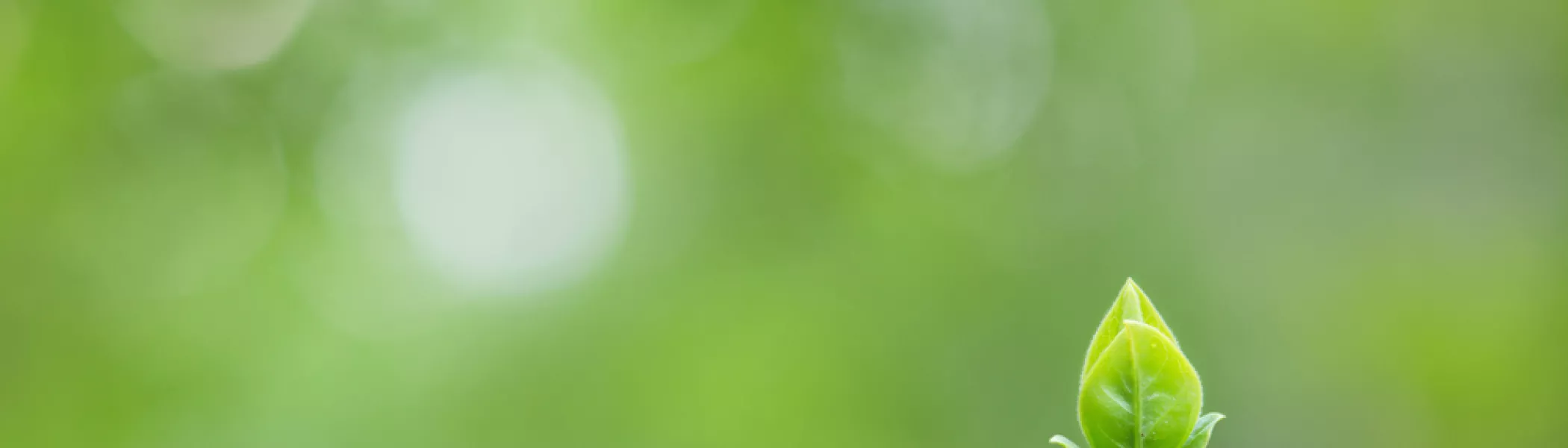 single green shoot